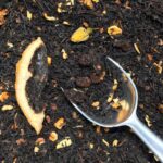 Thé noir Gâteau aux pommes Viennois